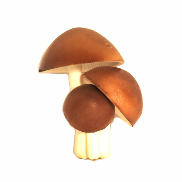 Sieni 3 kpl/ sienisetti