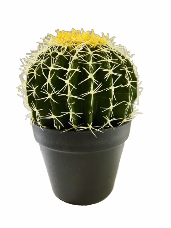 Kaktus pallo ruukussa